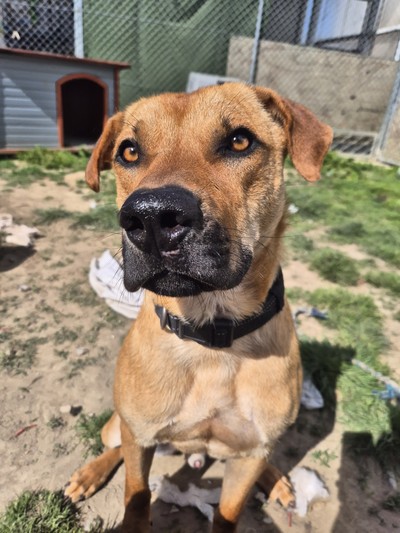 Stanley - Medium Cross Breed