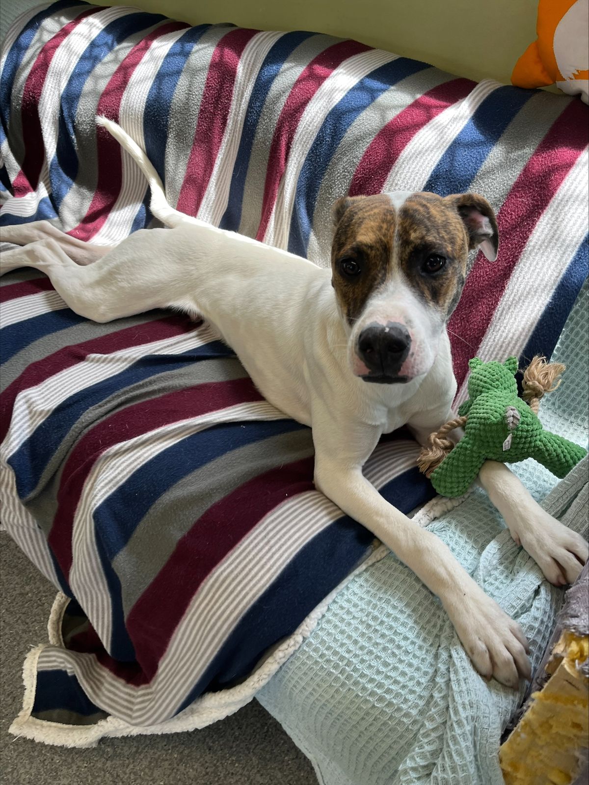 Gallery image: Shortbread