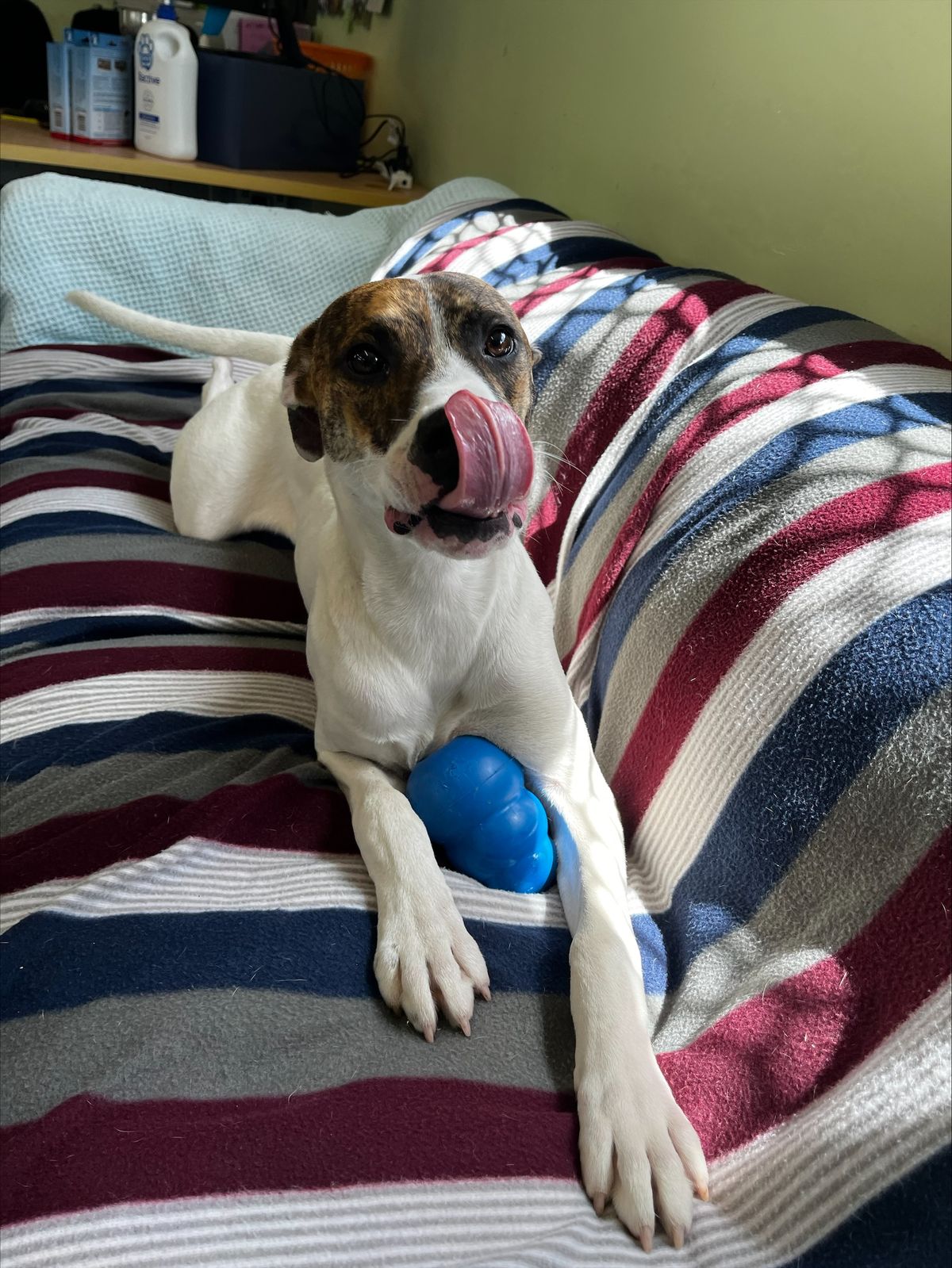 Gallery image: Shortbread