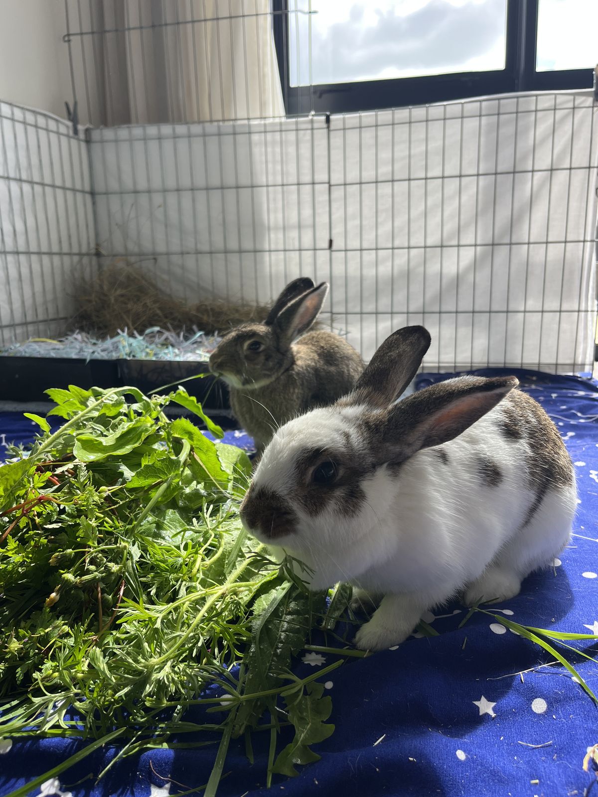 Gallery image: Goose