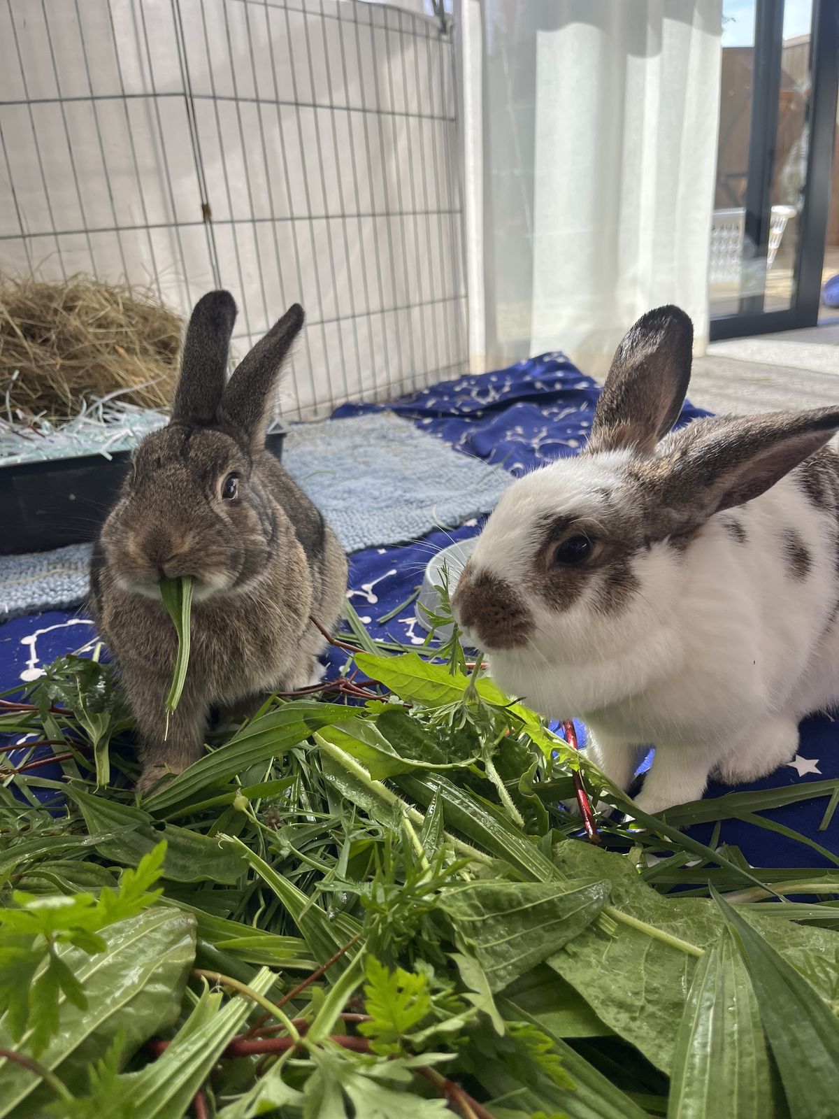 Gallery image: Goose