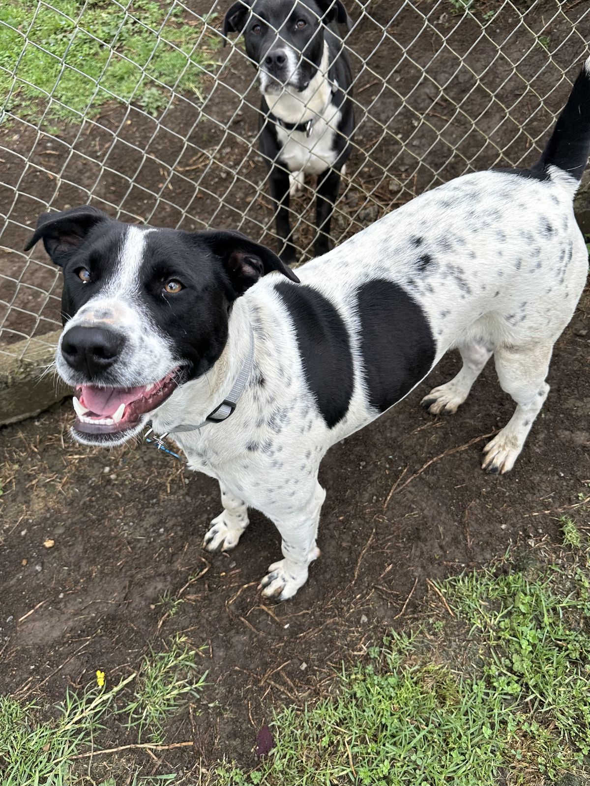 Gallery image: Zorro