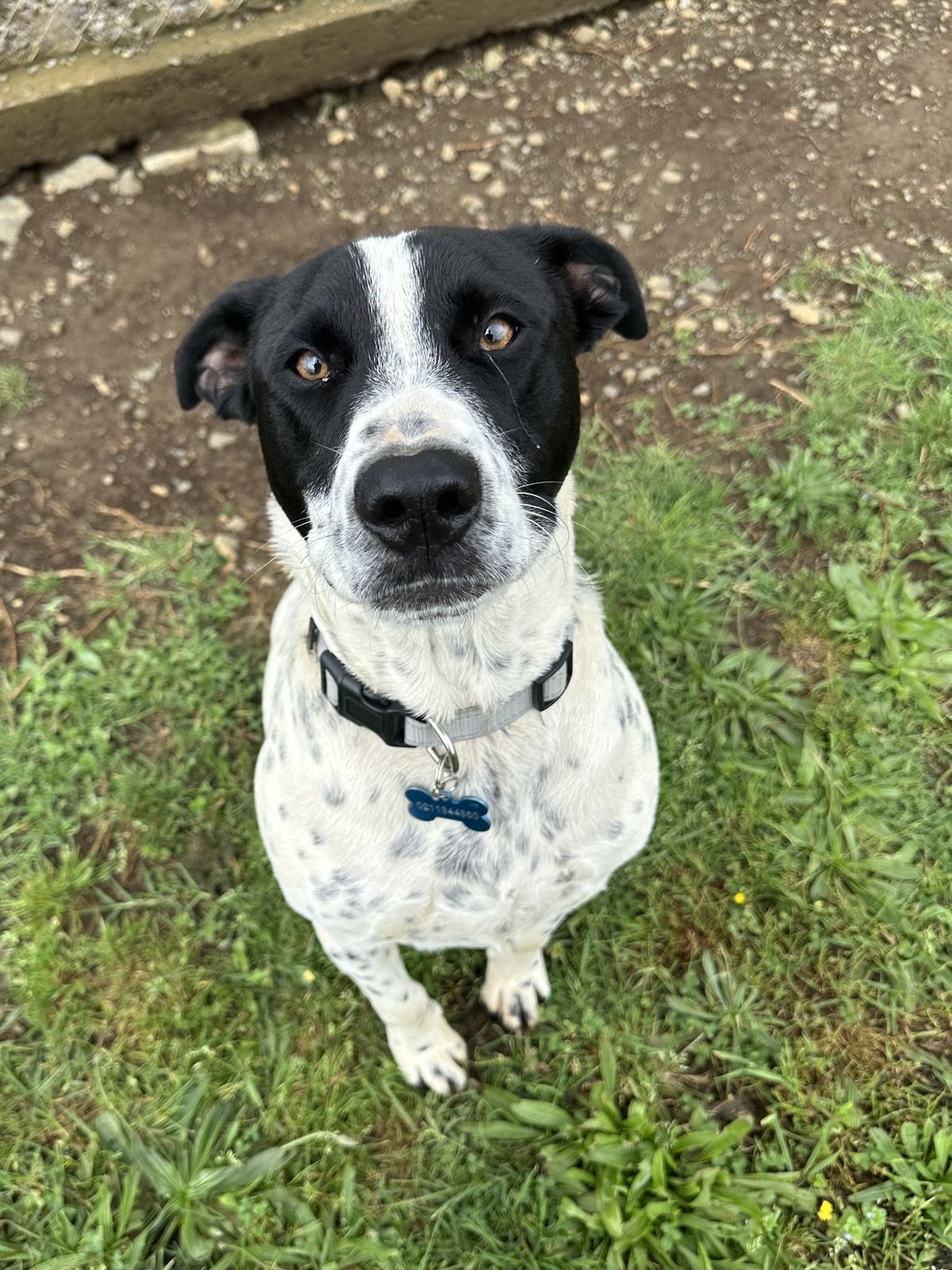 Gallery image: Zorro