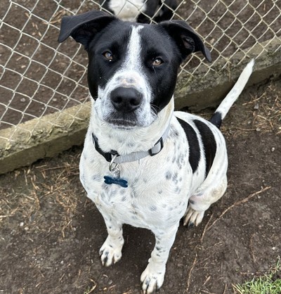 Zorro - Medium Terrier Cross