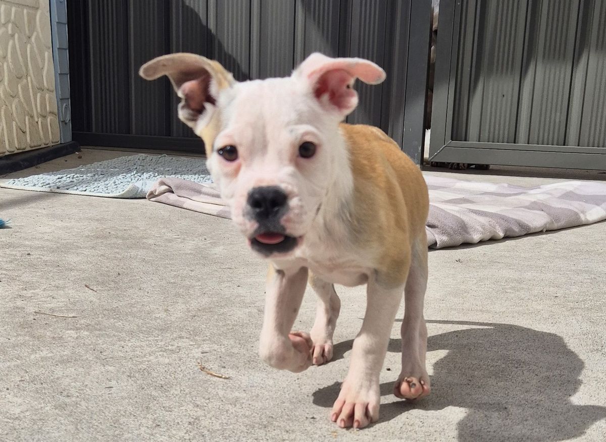 Gallery image: Violet