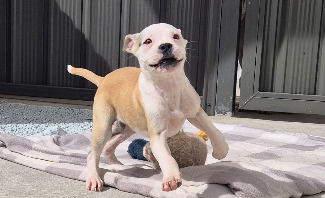 Gallery image: Violet