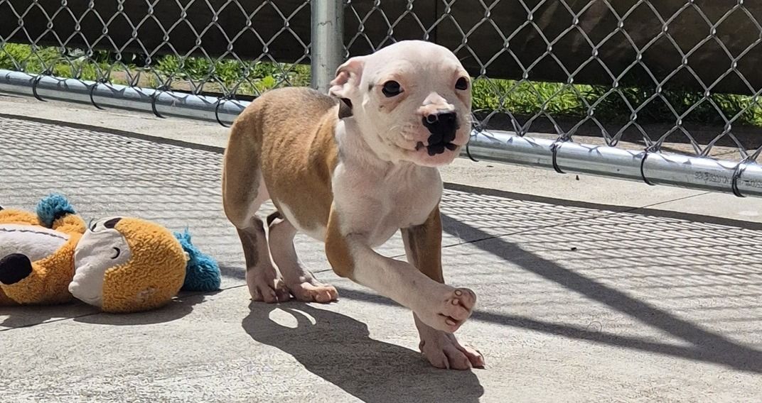 Gallery image: Sienna