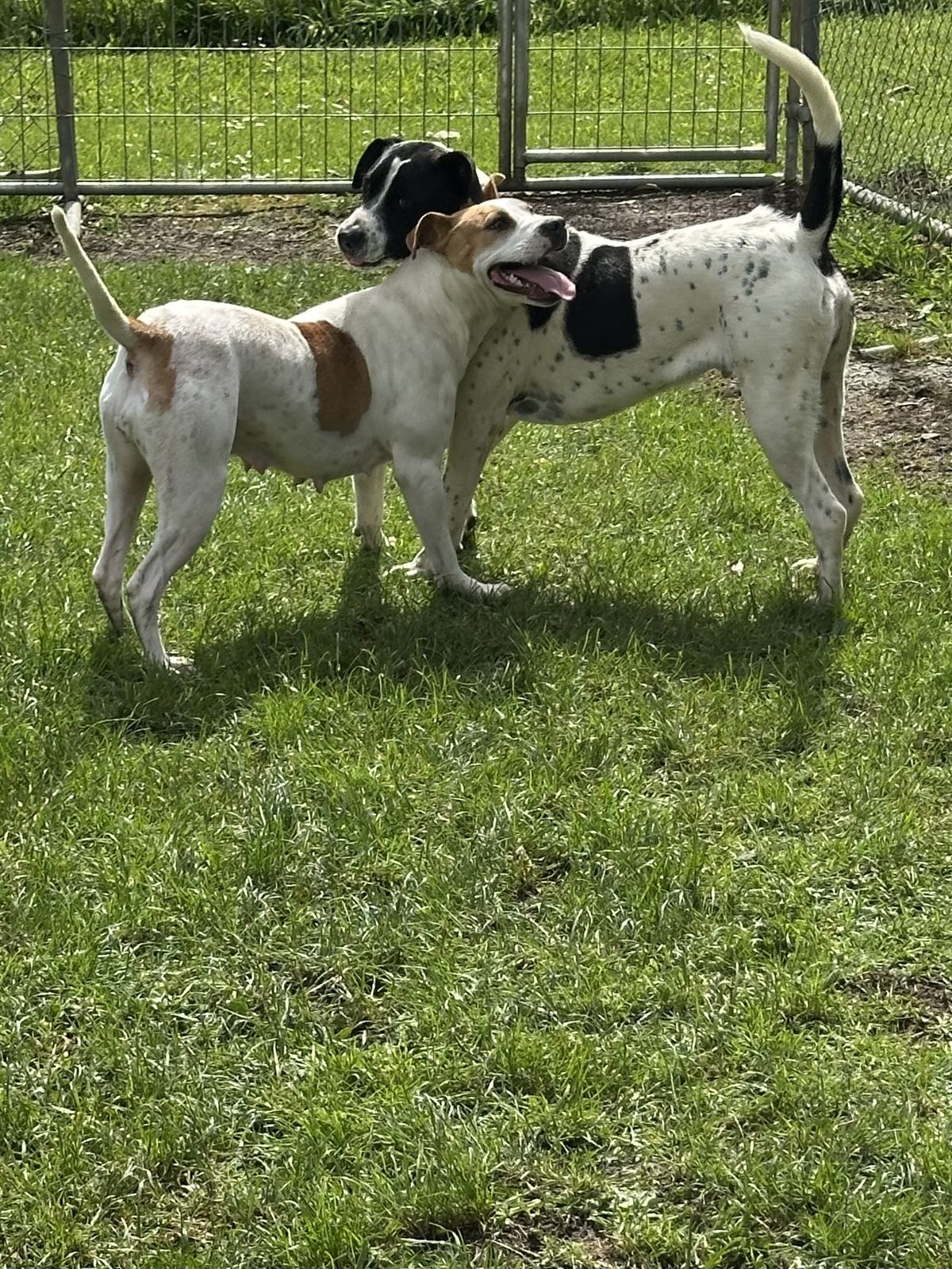 Gallery image: Zorro