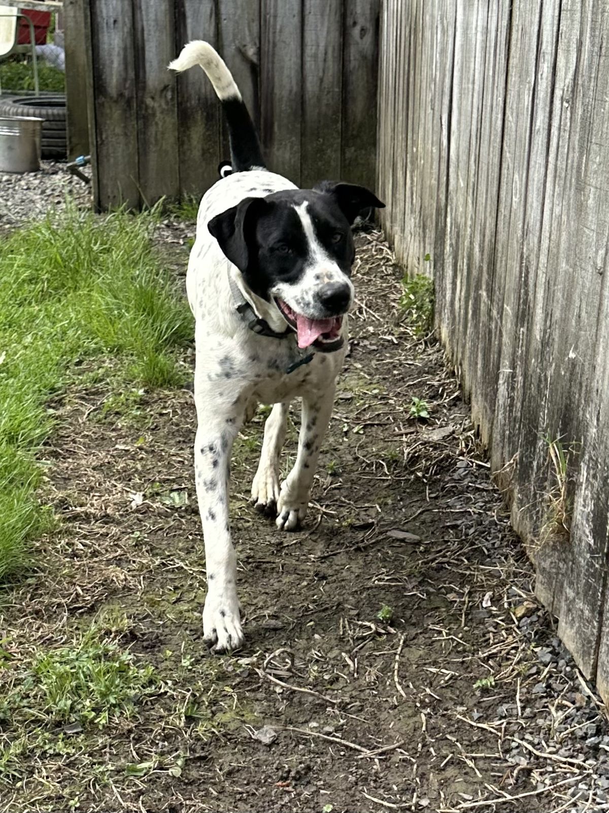 Gallery image: Zorro