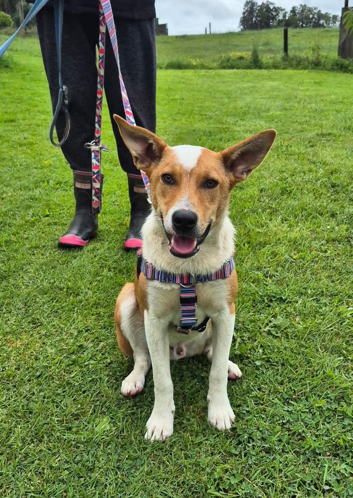 Gallery image: Fudge