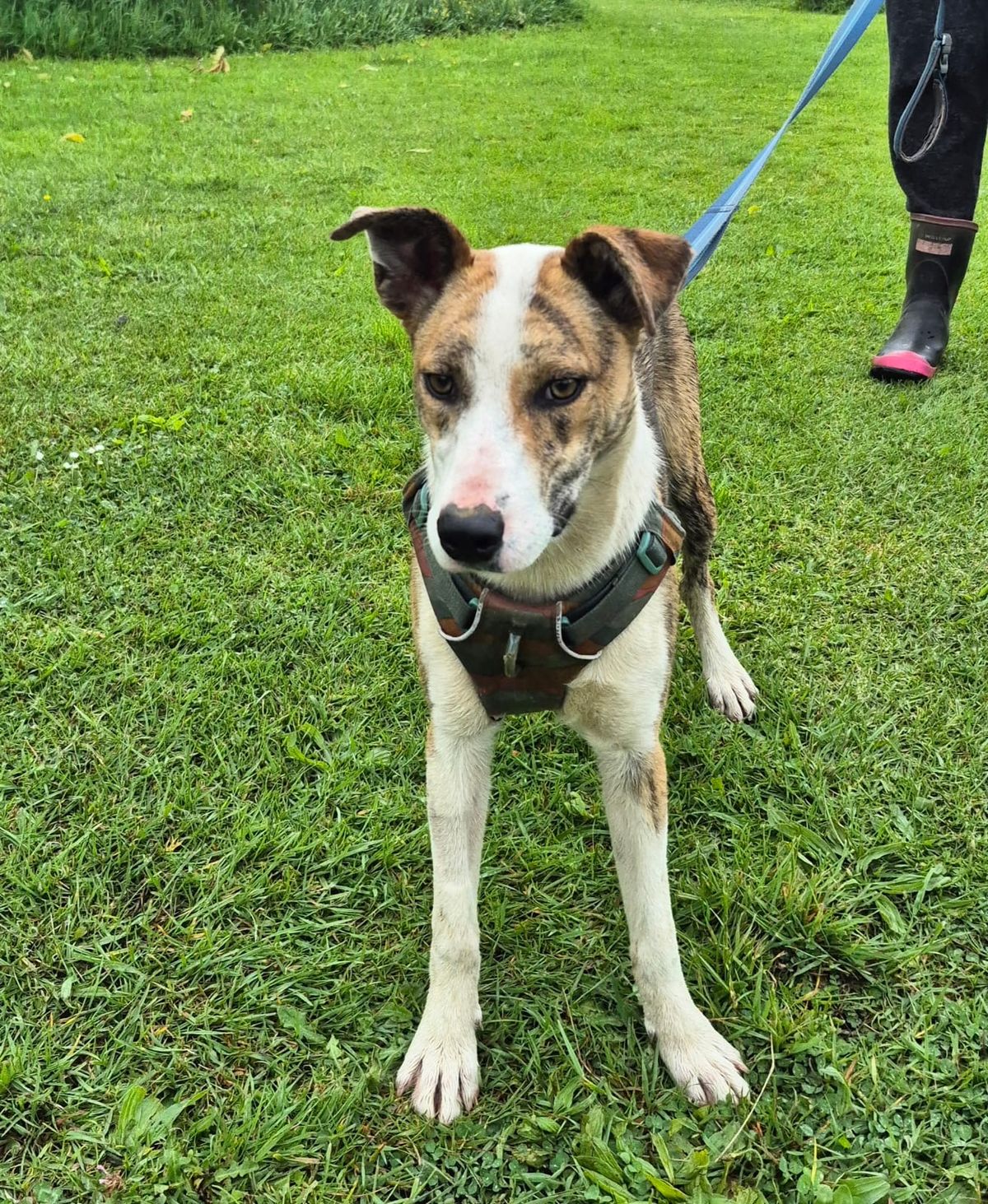 Gallery image: Feijoa 