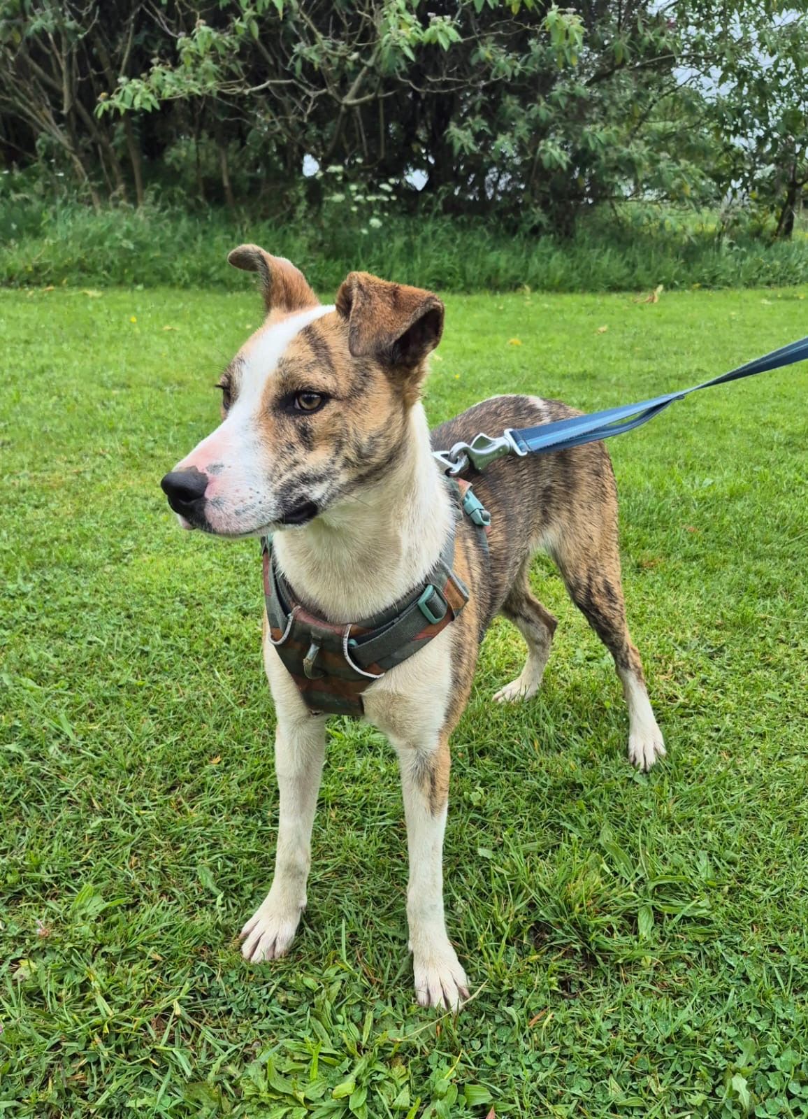 Gallery image: Feijoa 