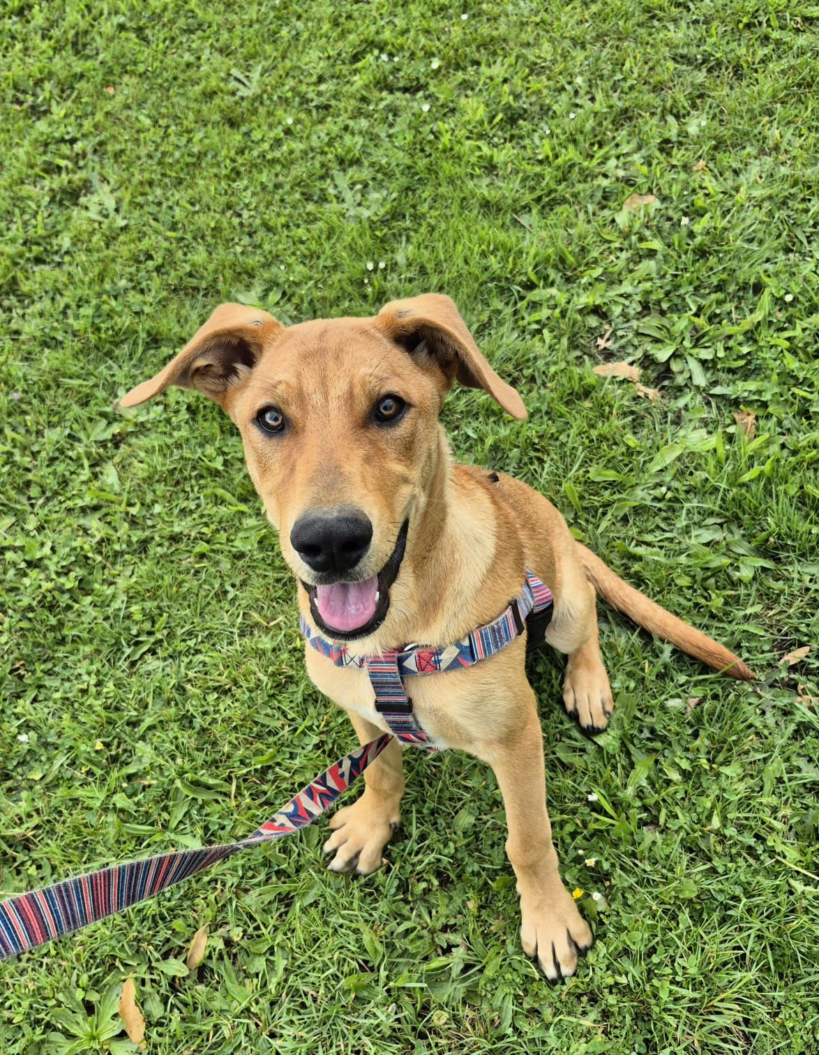 Gallery image: Pretzel