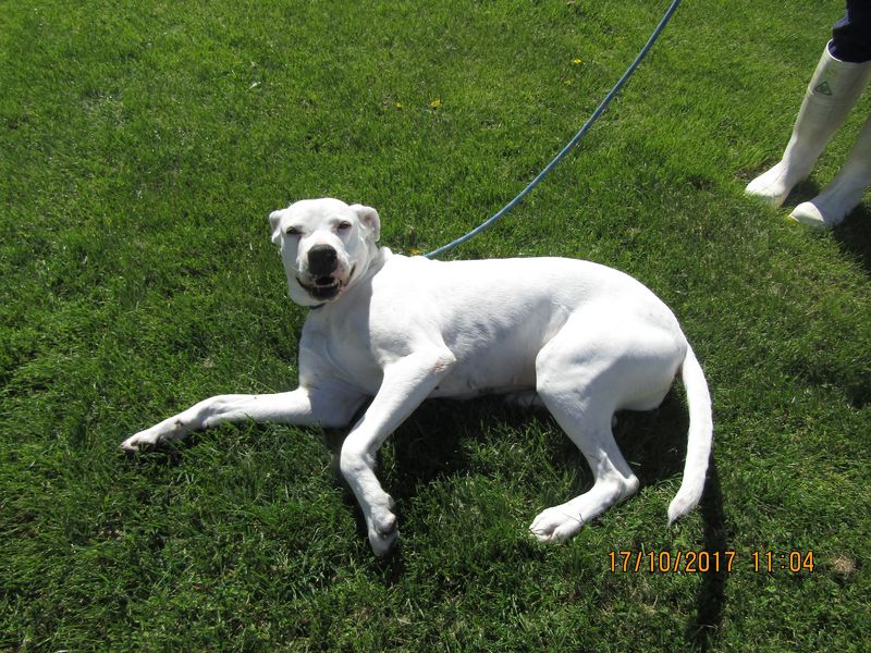 Bella has been rehomed and is living happily now.