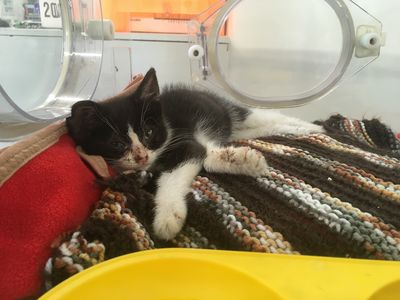 Where are our abandoned animals now?