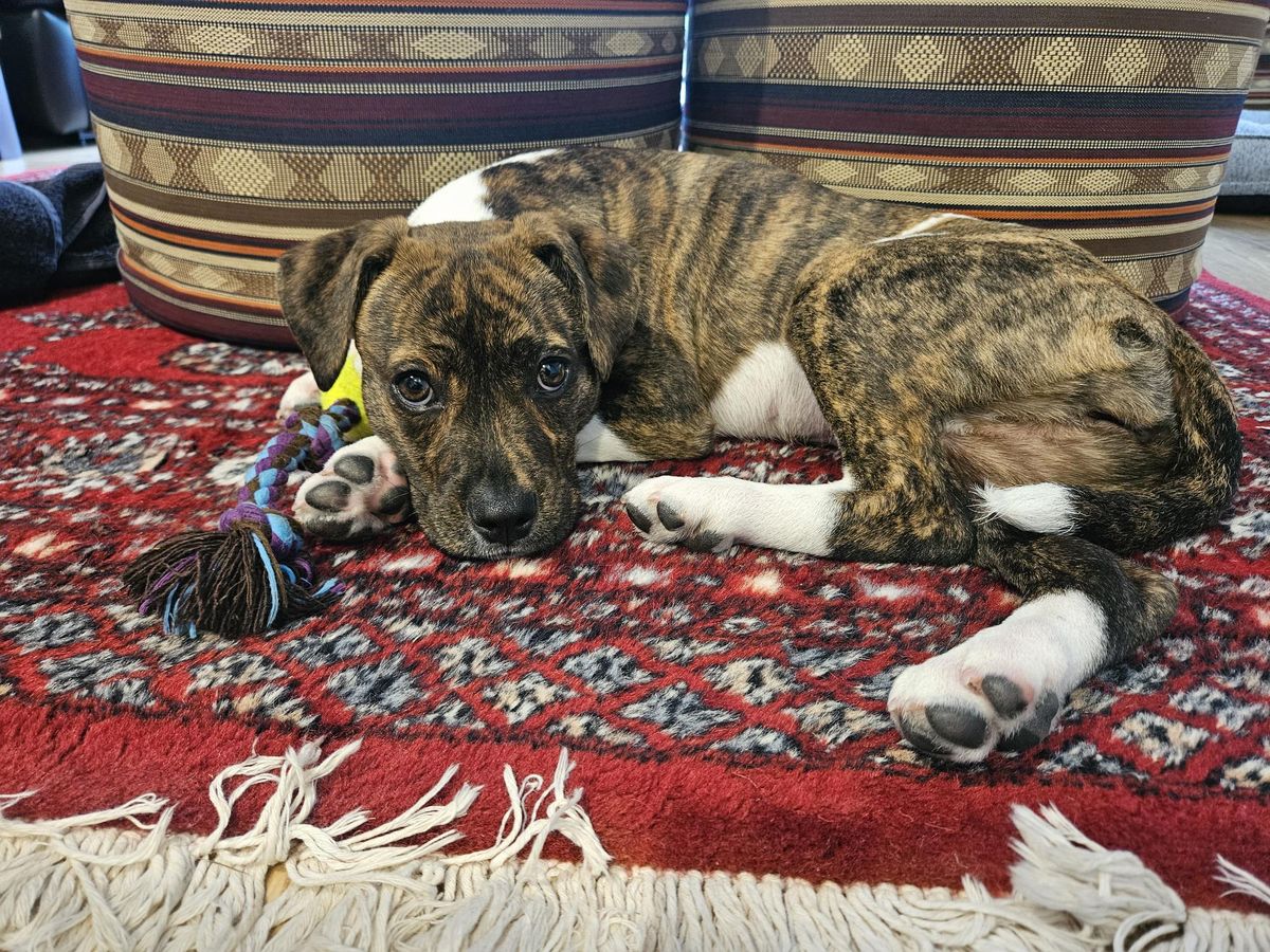 Gallery image: Gretel