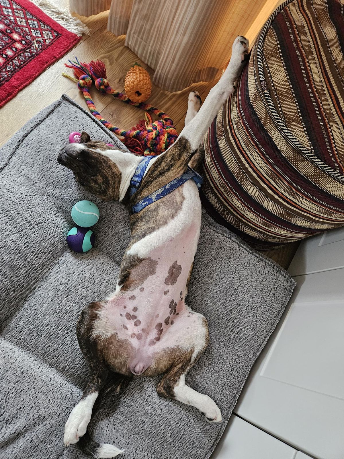 Gallery image: Gretel