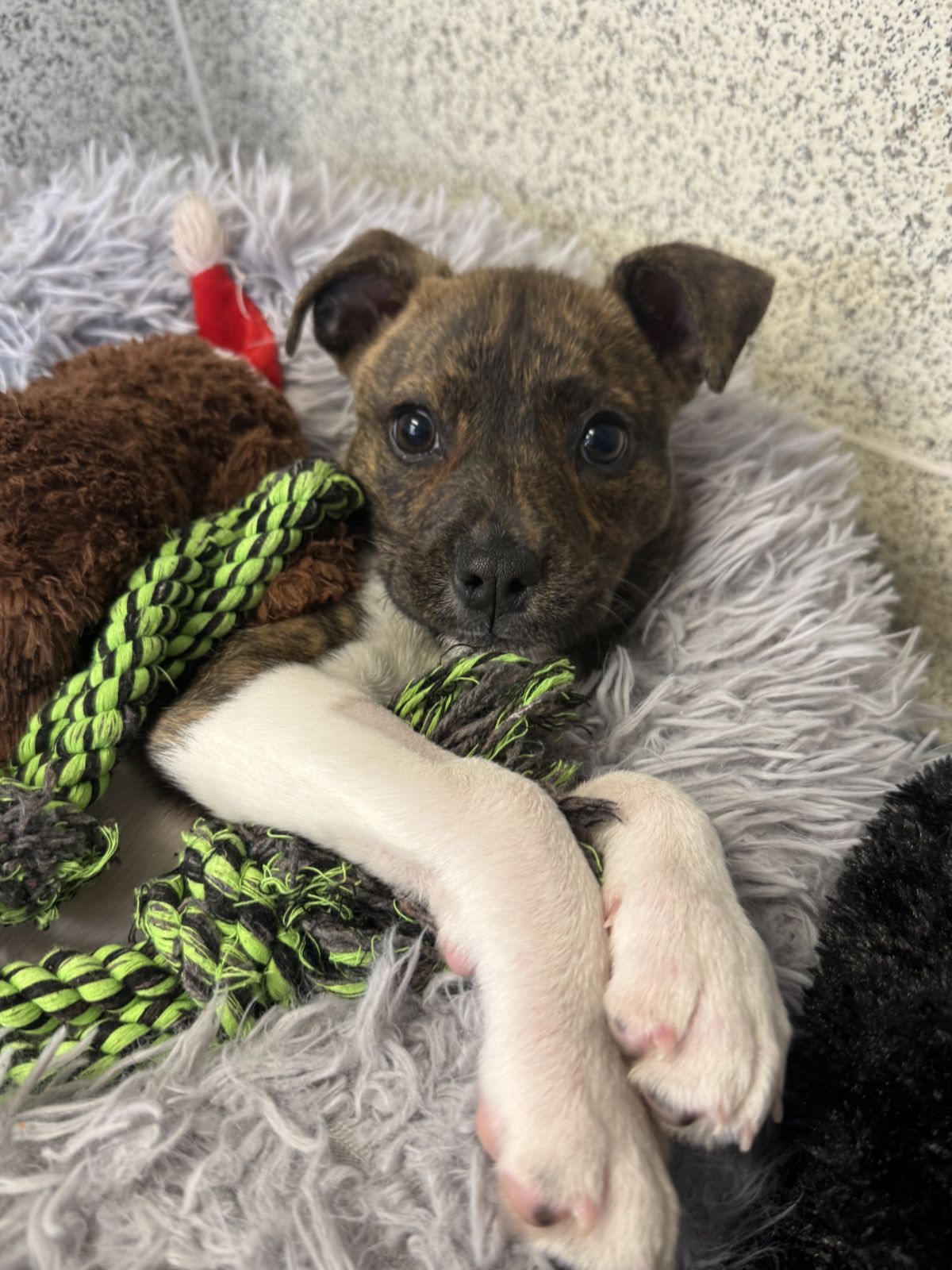 Gallery image: Gretel