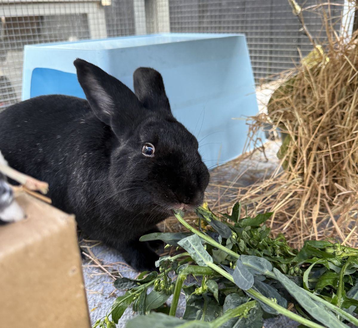 Gallery image: Moonshine