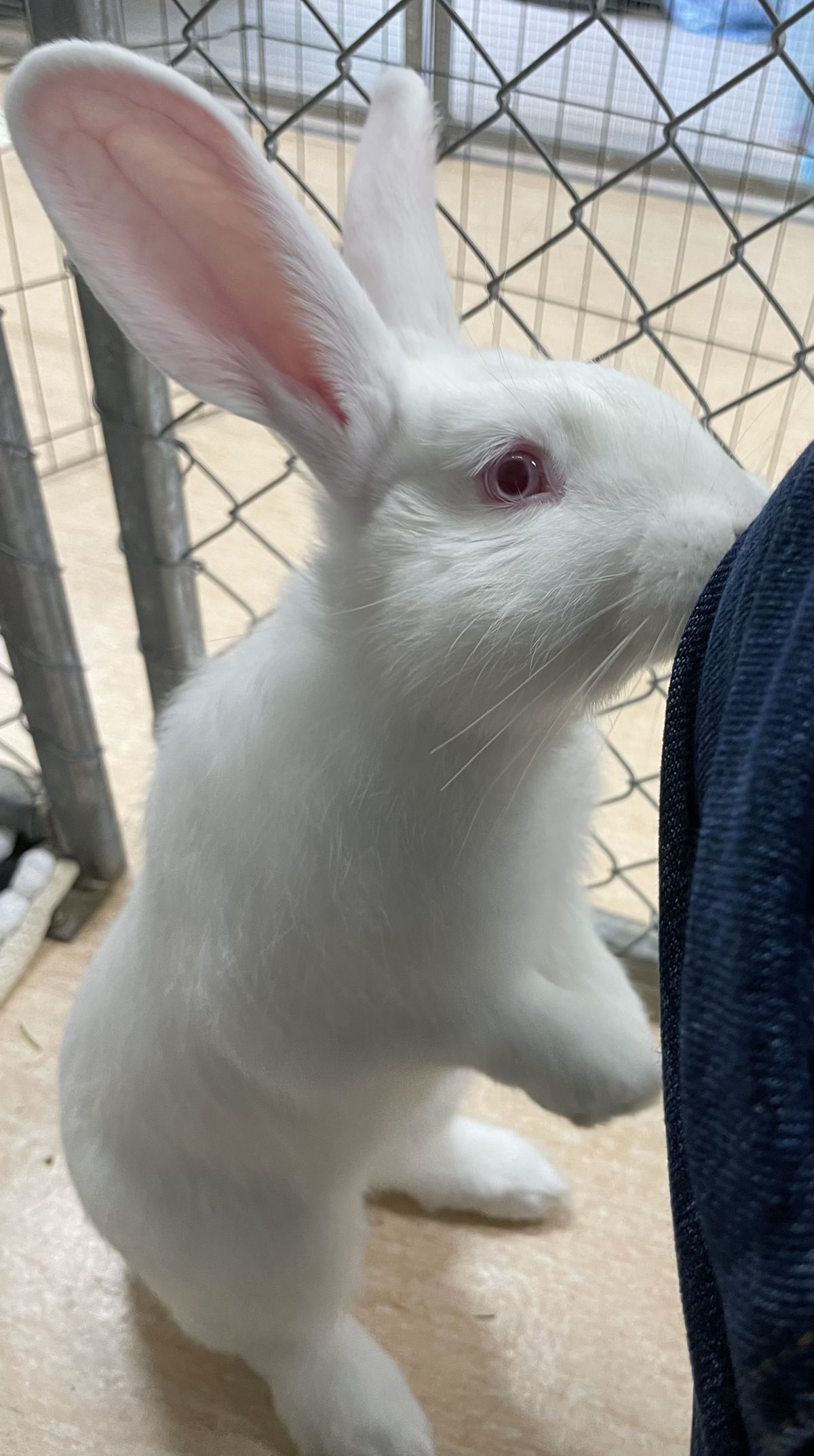 Gallery image: Aster