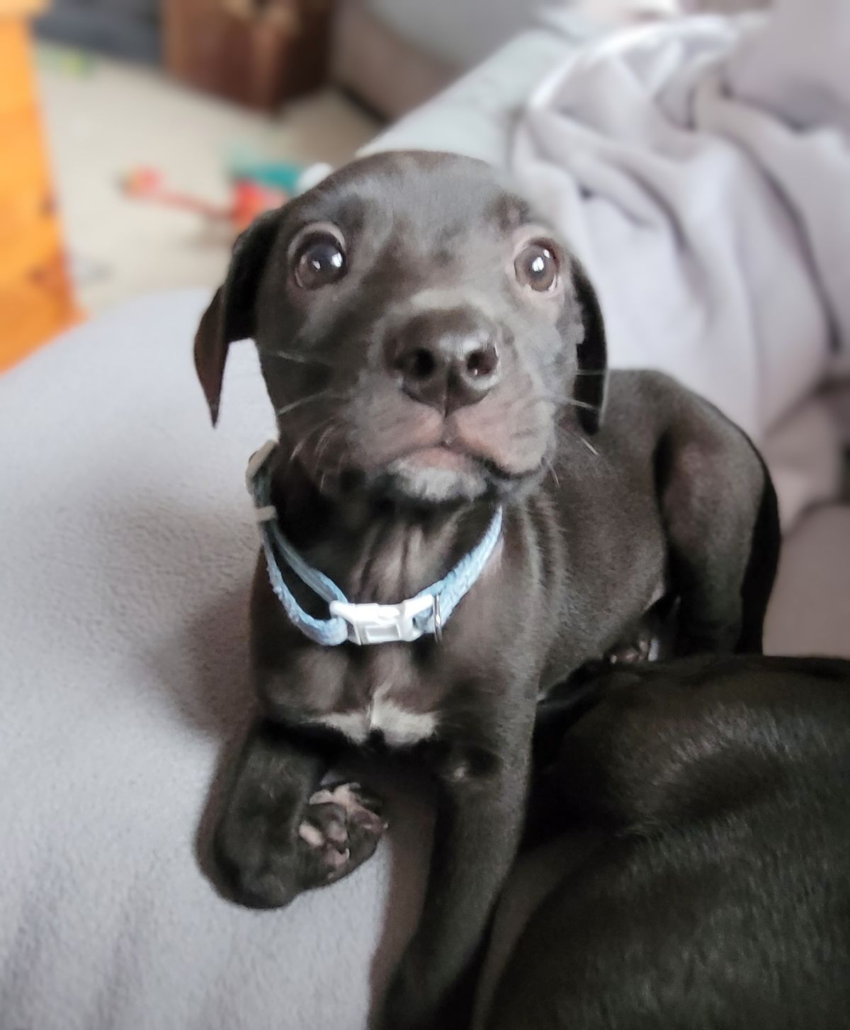 Gallery image: Timmy