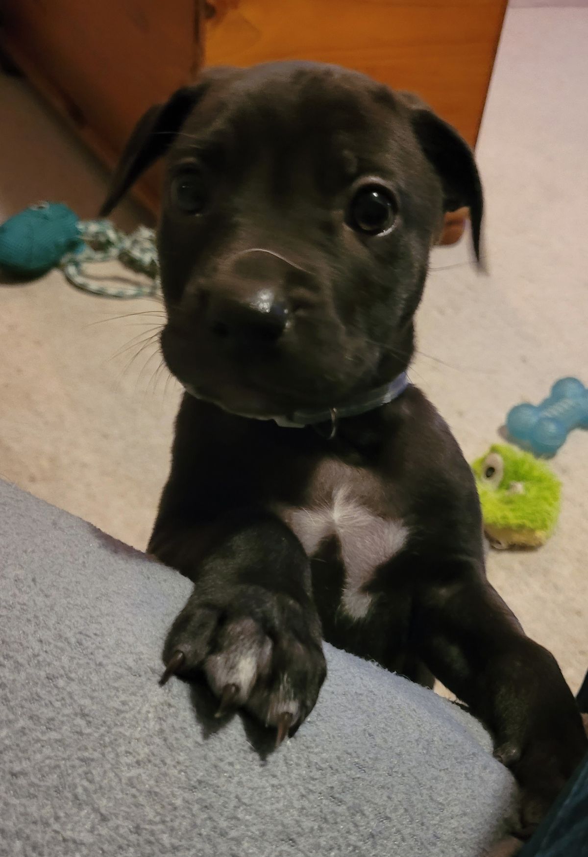 Gallery image: Timmy