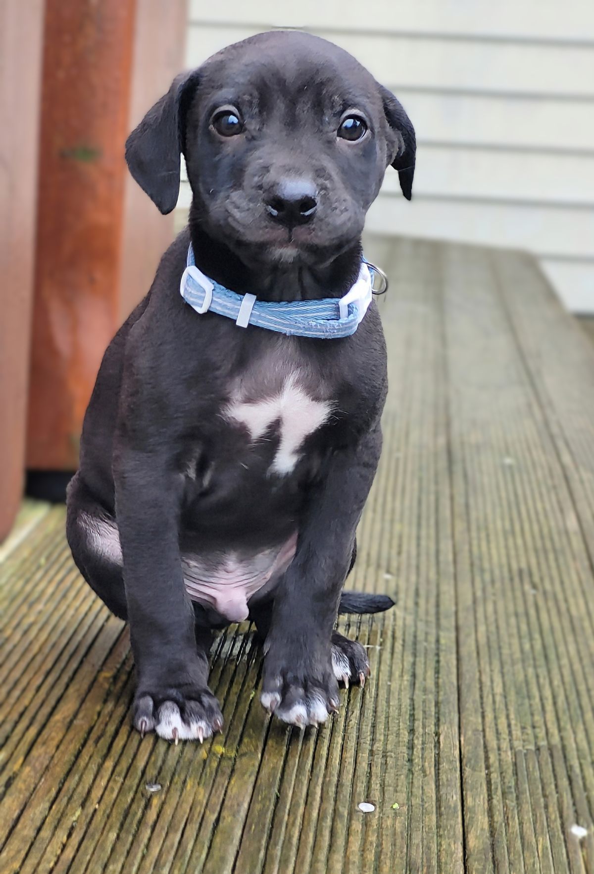 Gallery image: Timmy