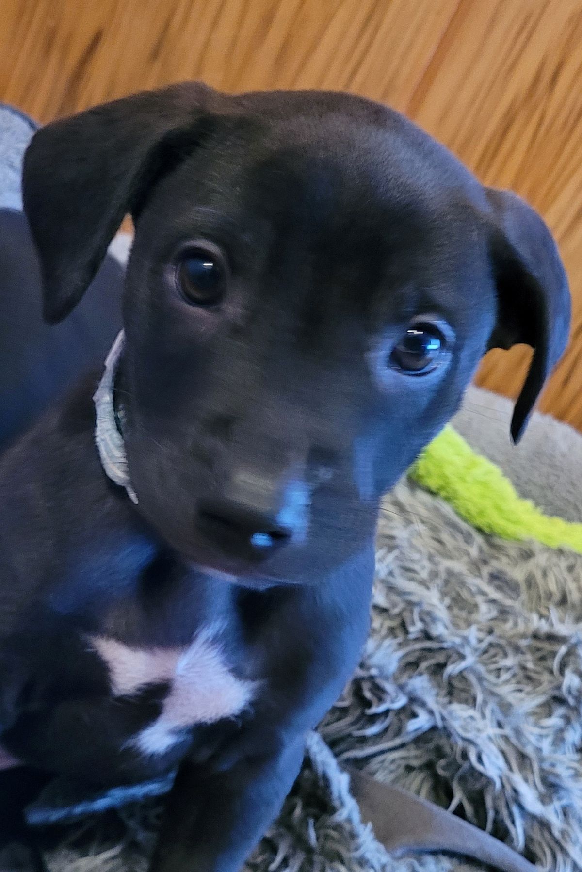 Gallery image: Timmy