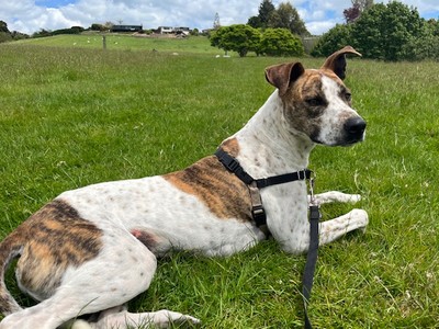 Skeeter - Medium Cross Breed