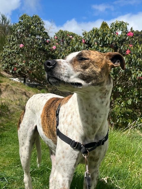 Gallery image: Skeeter