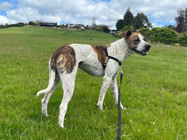 Gallery image: Skeeter