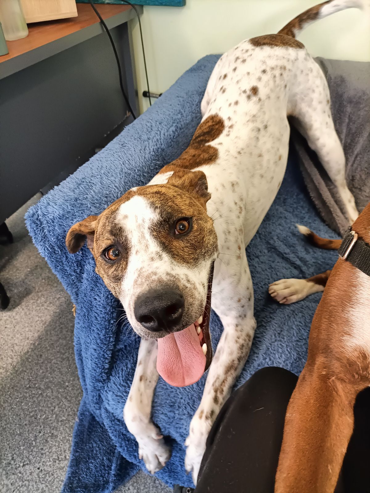 Gallery image: Skeeter