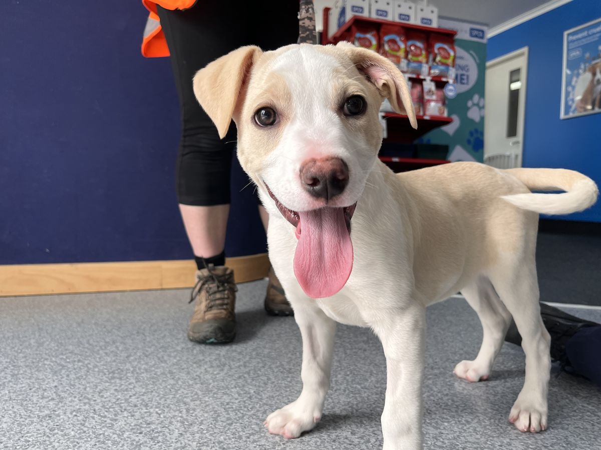 Gallery image: Jasper