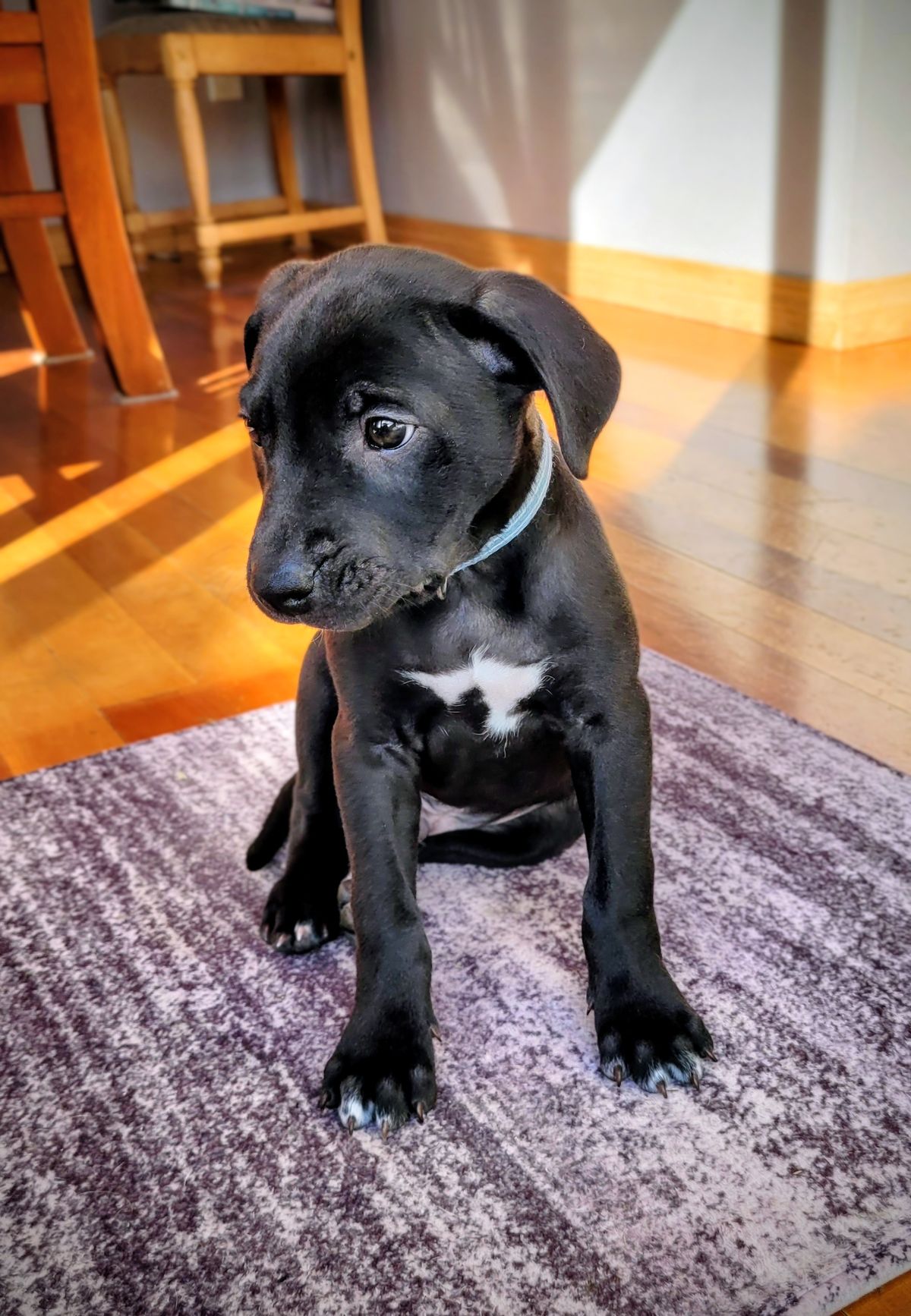 Gallery image: Timmy