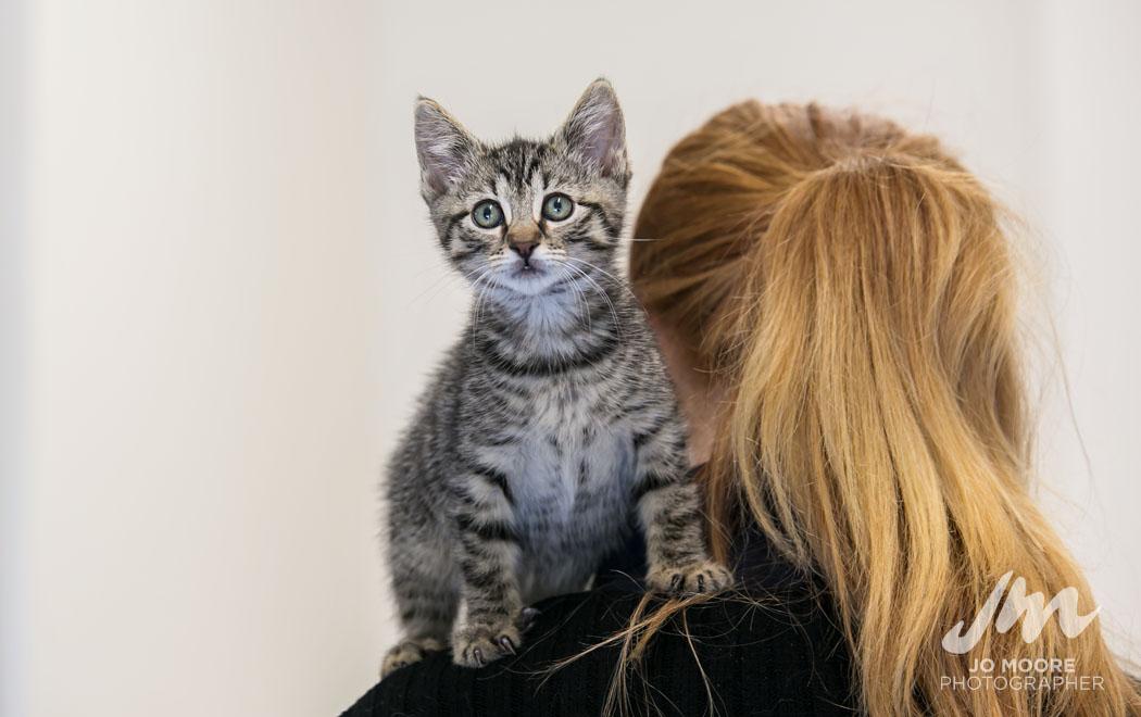 Call for foster parents as SPCA prepares for a busy kitten season