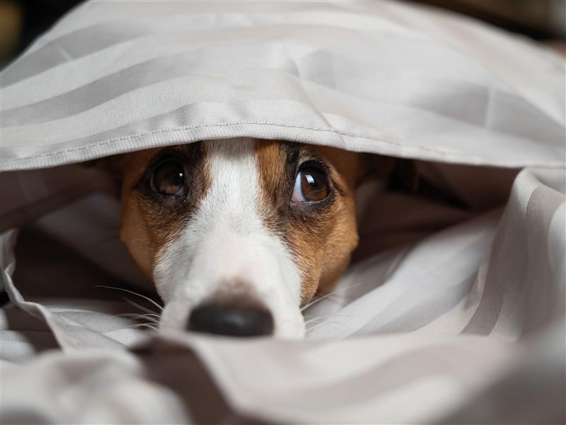 SPCA renews call for fireworks reform ahead of Guy Fawkes 