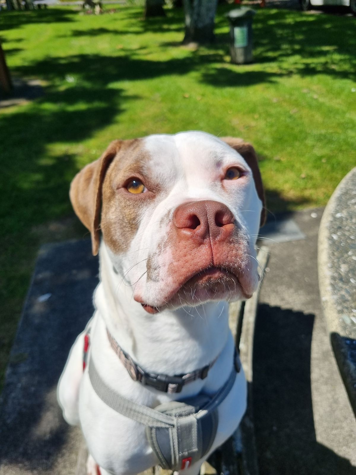 Gallery image: Peanut