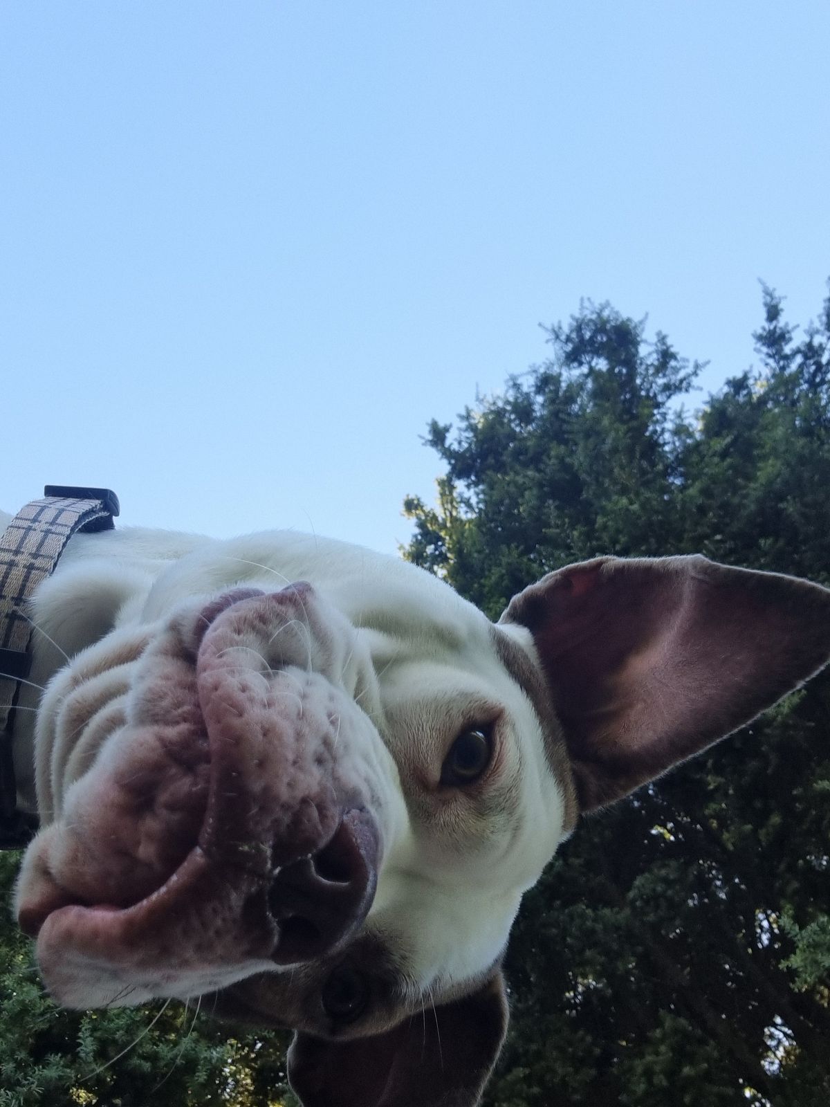 Gallery image: Peanut