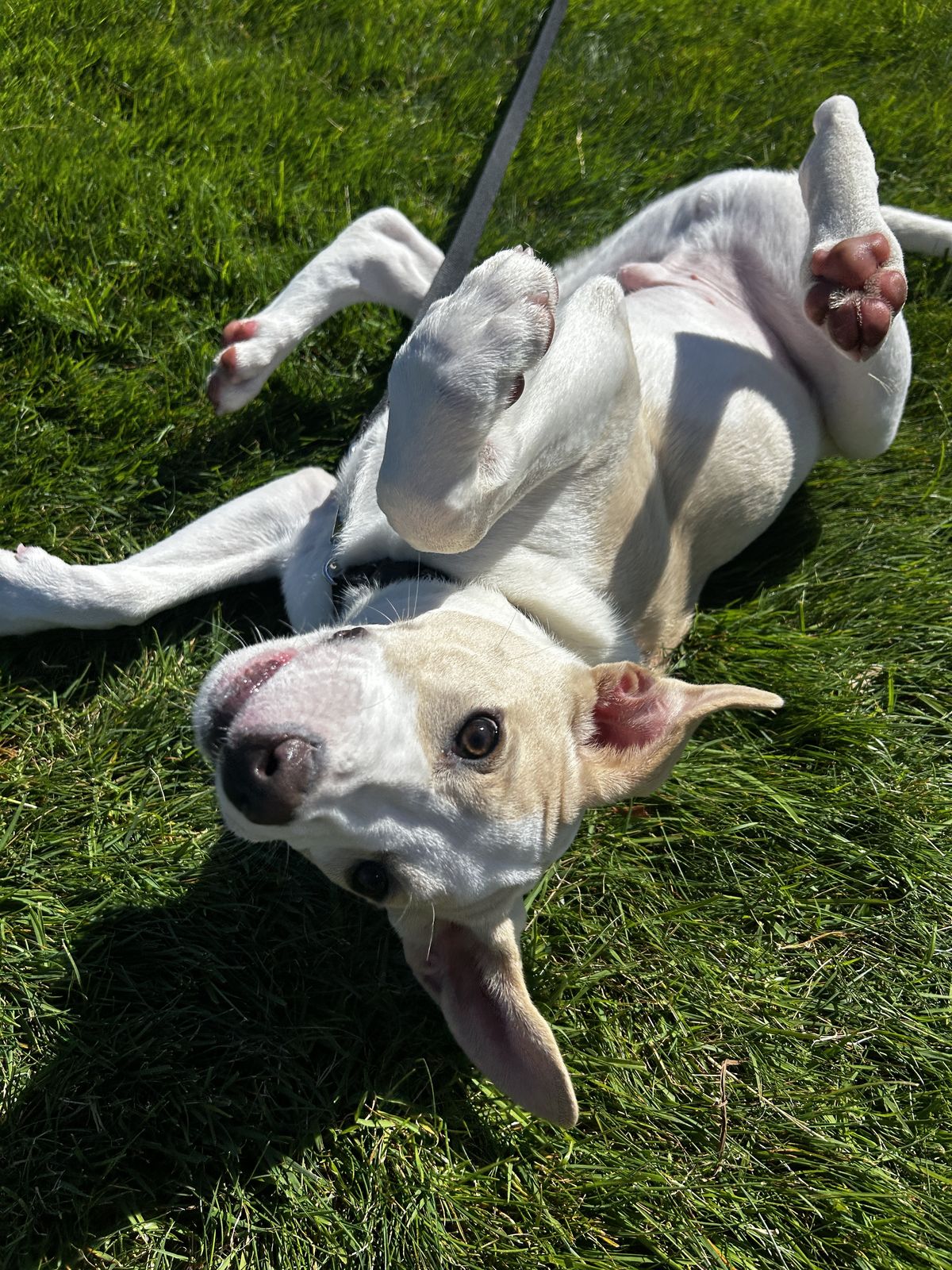 Gallery image: Jasper