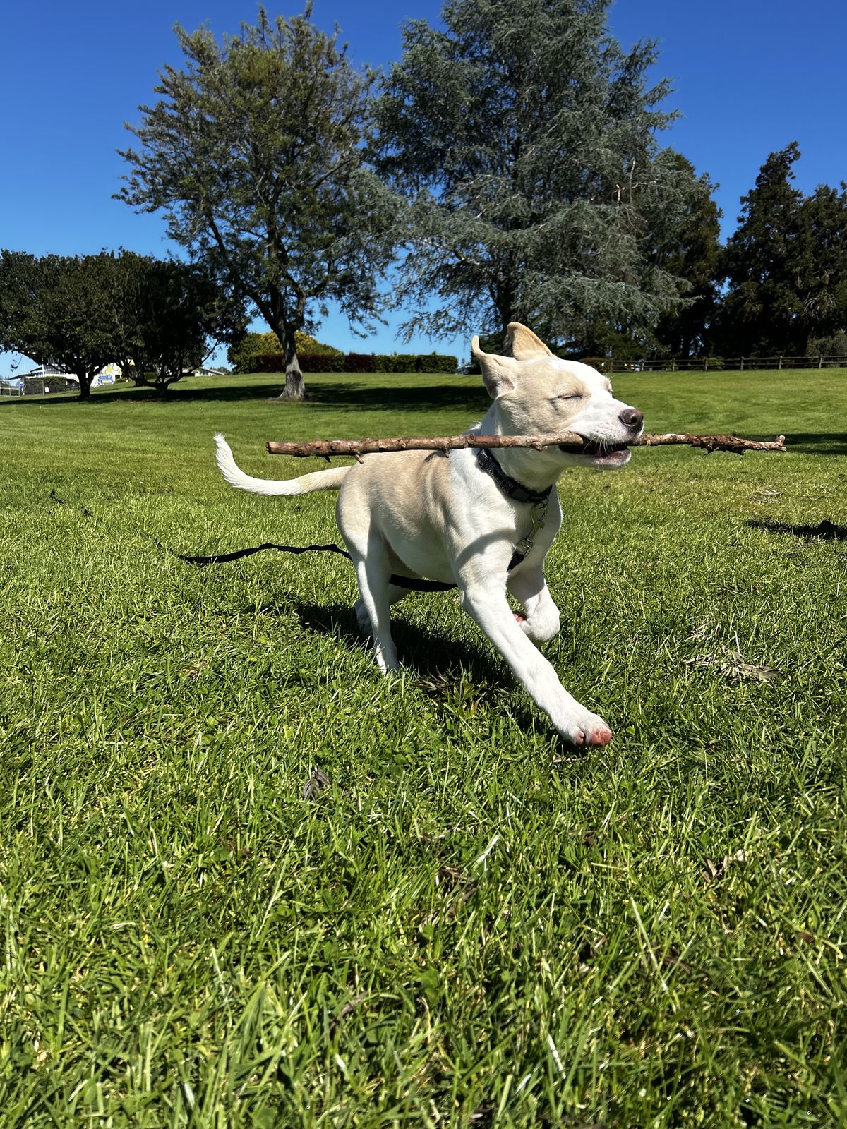 Gallery image: Jasper