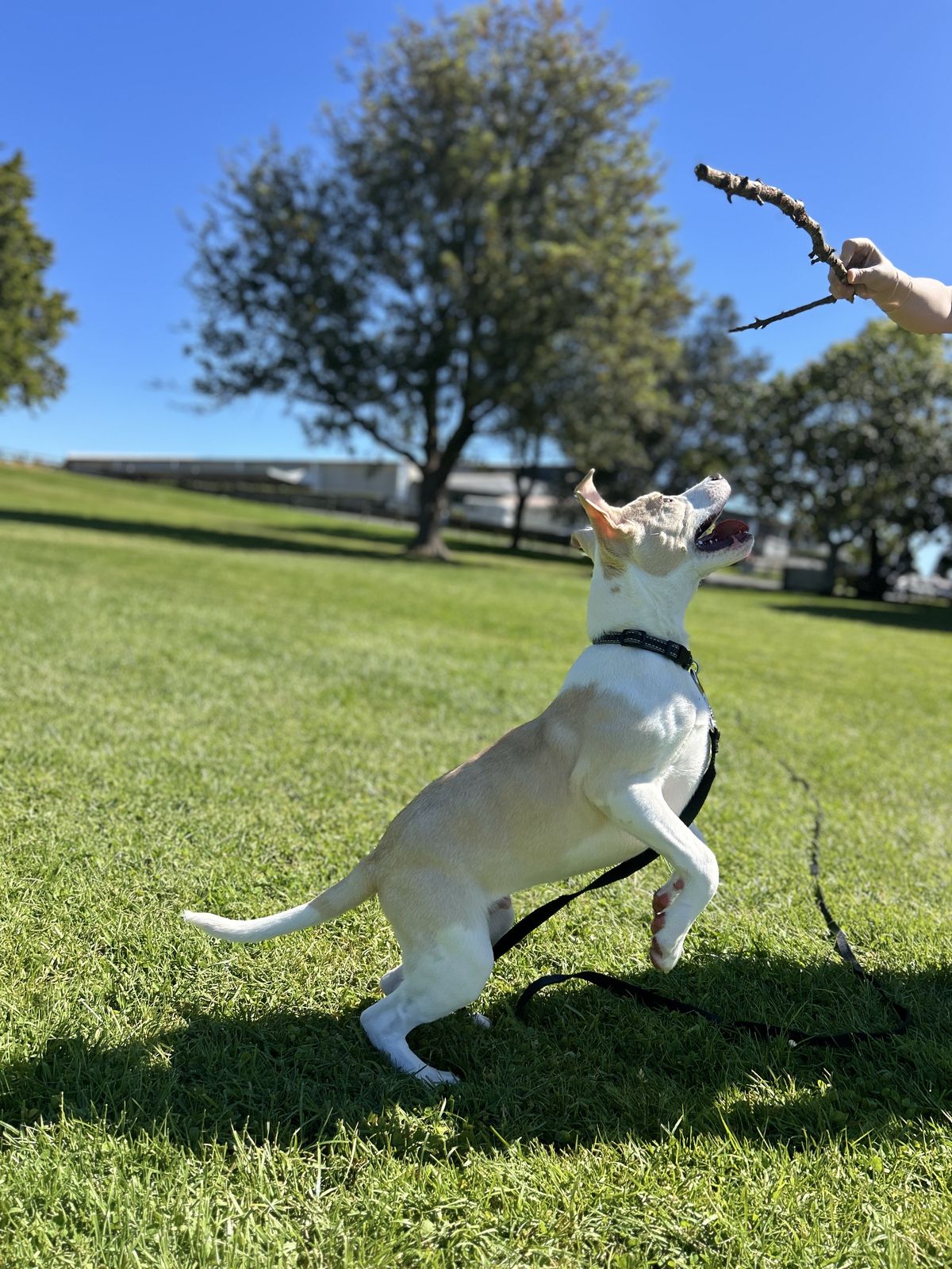 Gallery image: Jasper