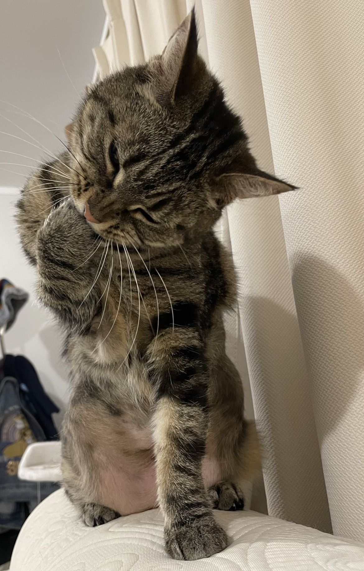 Gallery image: Tiggy