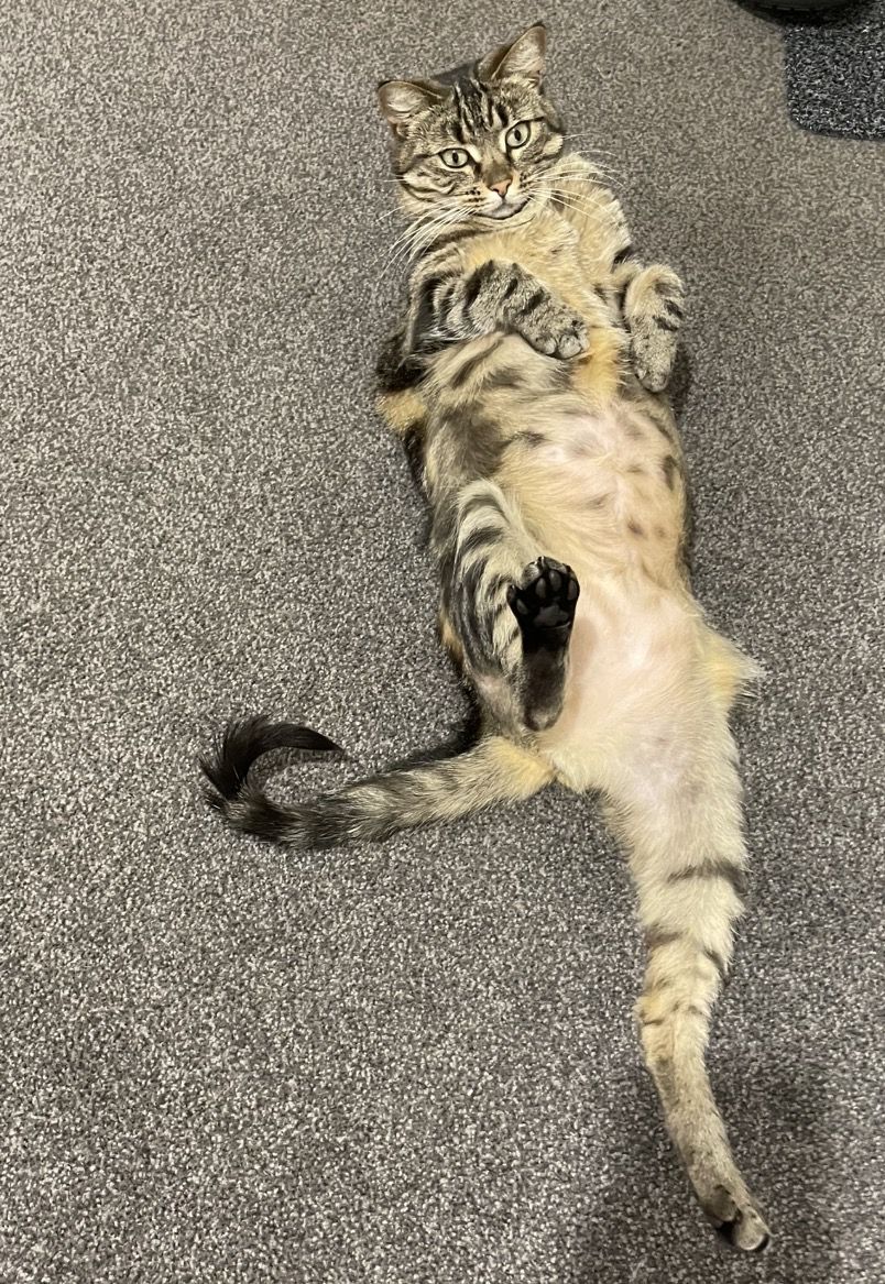 Gallery image: Tiggy