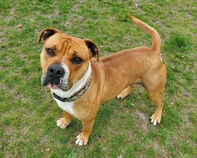 Boss  - Medium Cross Breed