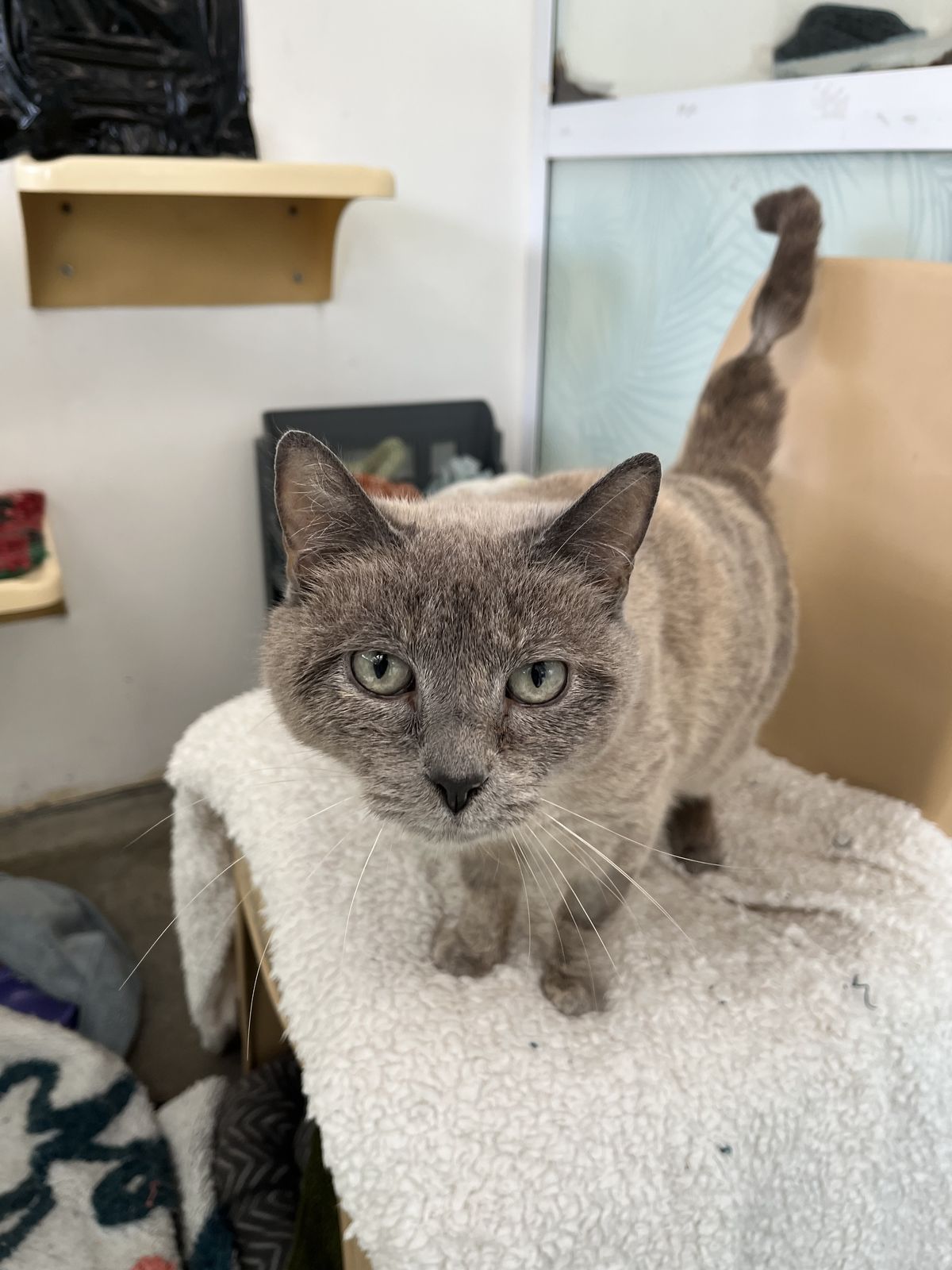 Gallery image: Lainey