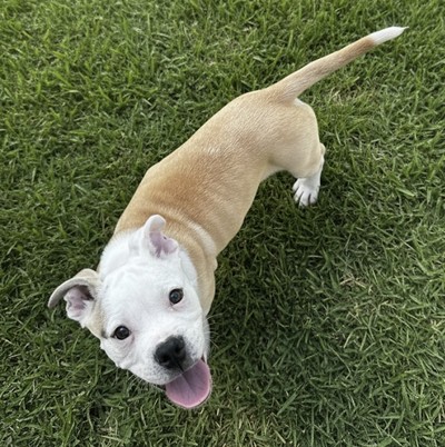 Violet - American Bulldog