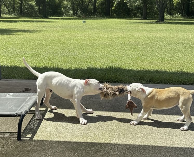 Gallery image: Violet