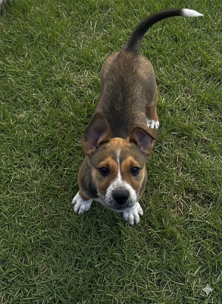 Gallery image: Gemini