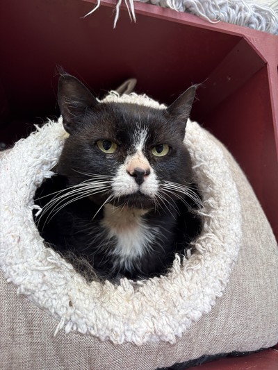 Ted - Domestic Short Hair