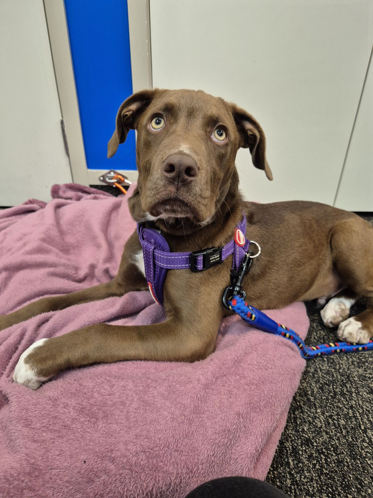 Gallery image: Rocky